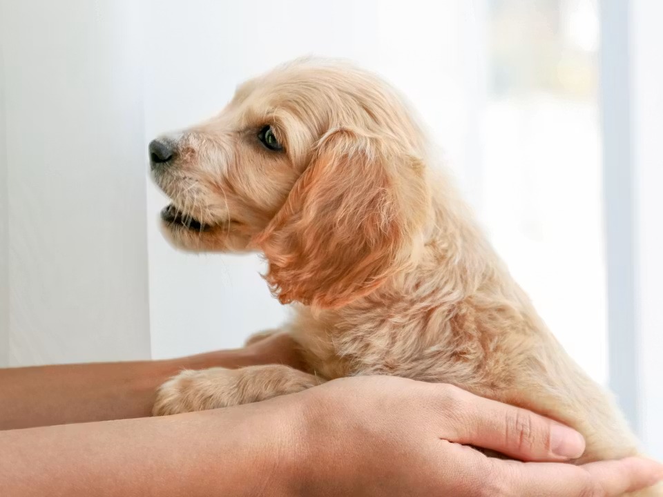Yavru Köpeklerde Yemek Düzeni